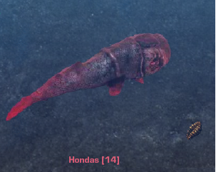 Hondas