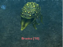 Branka
