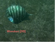 Wombat